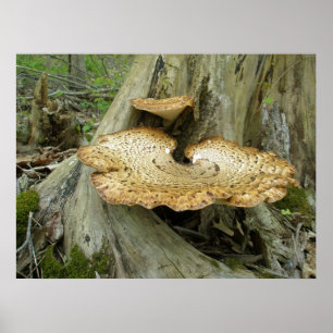 Poster Shelf Fungus on Tree Stump