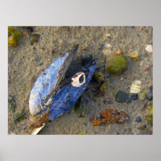 Poster Shell maritime