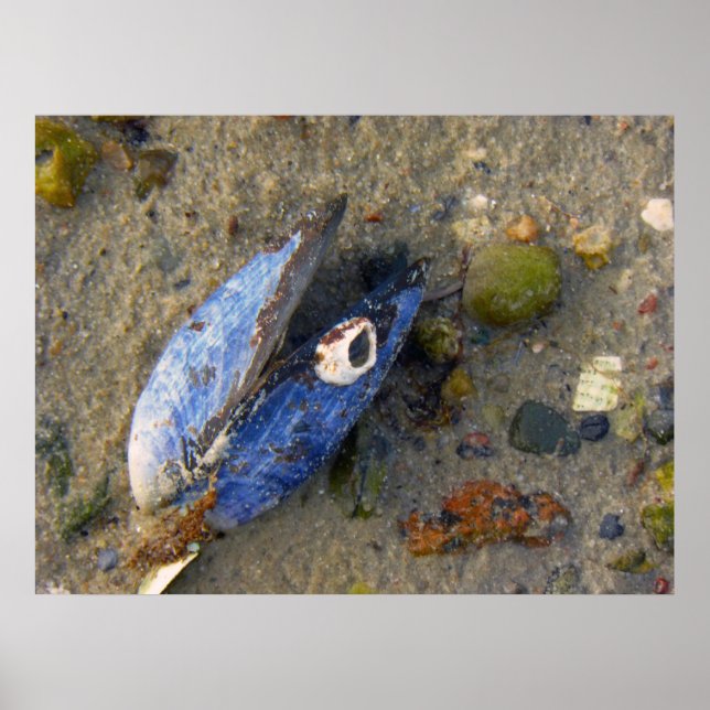 Poster Shell maritime (Devant)