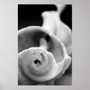 Poster Shell patiné