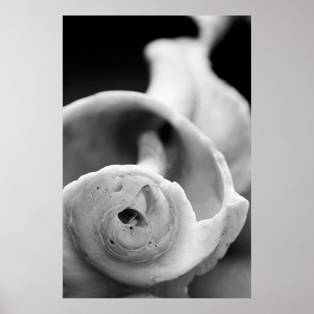 Poster Shell patiné (Devant)