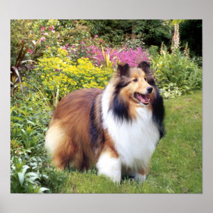Poster Sheltie Print