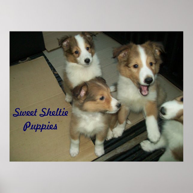 Poster Sheltie Puppies (Devant)