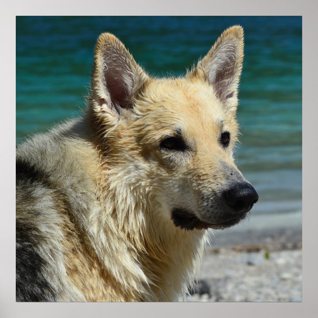 Poster Shepard Allemand En Bord De Mer (Devant)