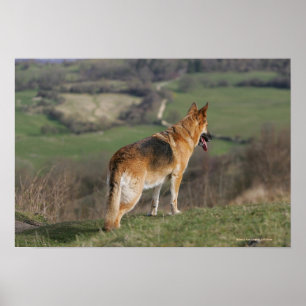 Poster Shephard allemand regardant la colline