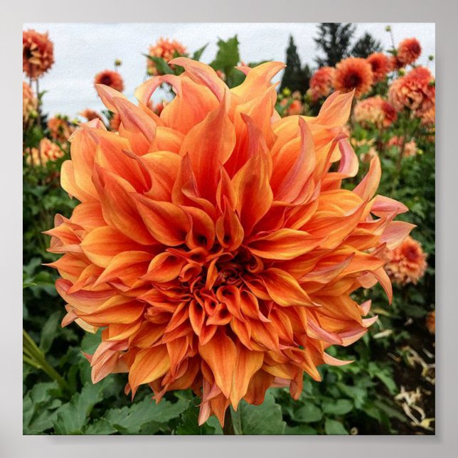 Poster Sherwood's Peach Dahlia (Devant)