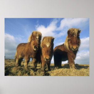 Poster Shetland Pony, îles Shetland continentales