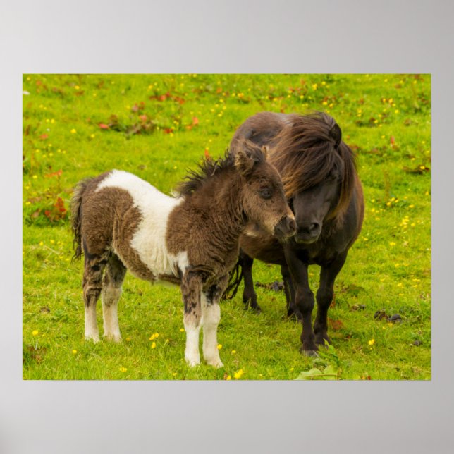 Poster Shetland Pony mère et progéniture (Devant)