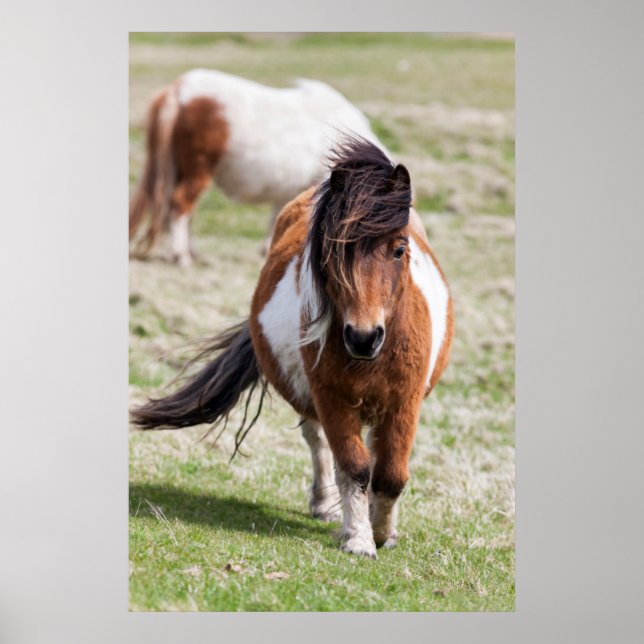 Poster Shetland Pony, Shetland Islands, Écosse (Devant)