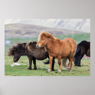 Poster Shetland Pony, Shetland Islands, Écosse 2