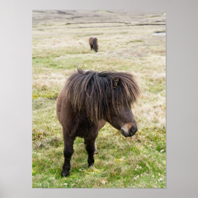 Poster Shetland Pony, Shetland Islands, Écosse 3 (Devant)