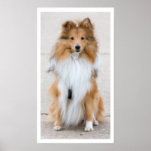 Poster Shetland Sheepdog assis