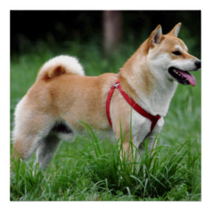 Poster shiba 2 plein