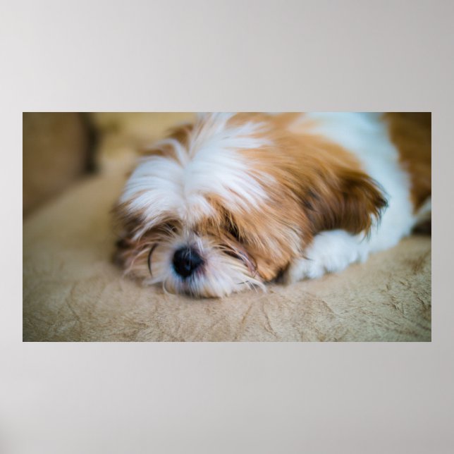 Poster Shih Tzu (Devant)