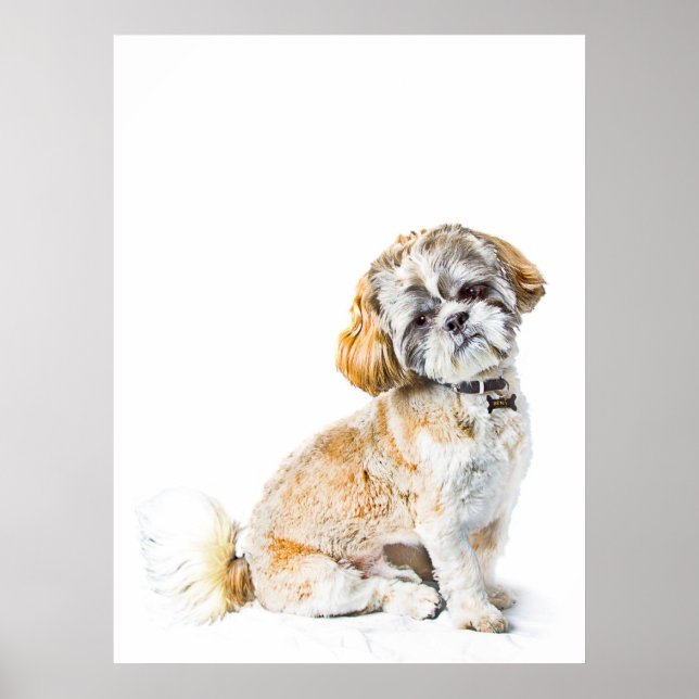 Poster Shih Tzu Dog Poster/Imprimer (Devant)
