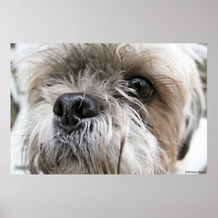 Poster Shih Tzu font face