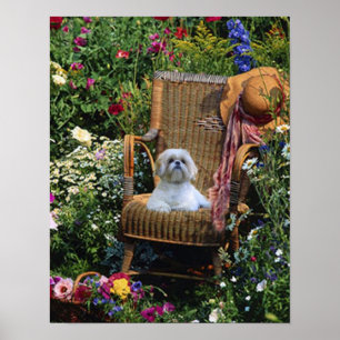 Poster Shih Tzu Garden