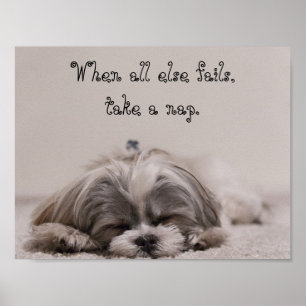 Poster Shih Tzu Nap
