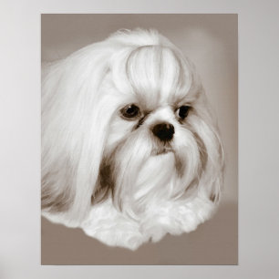 Poster Shih Tzu Portrait Chien