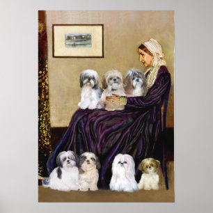 Poster Shih Tzus (seven) -  Whistlers Mother