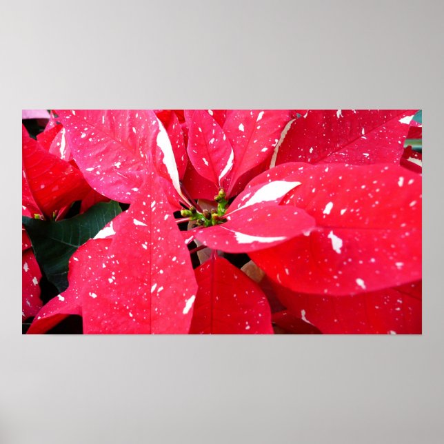Poster Shimmer Star Surprise Poinsettia vacances Florale (Devant)