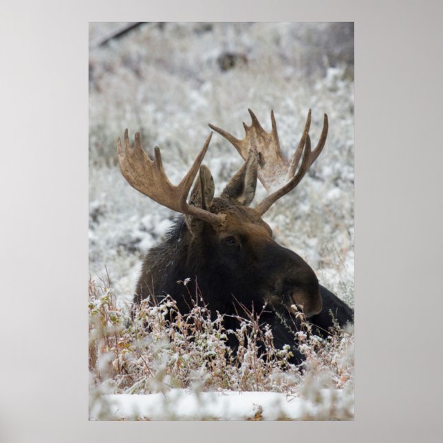 Poster Shiras Bull Moose 2 (Devant)