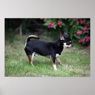 Poster Short Haired Chihuahua Standing