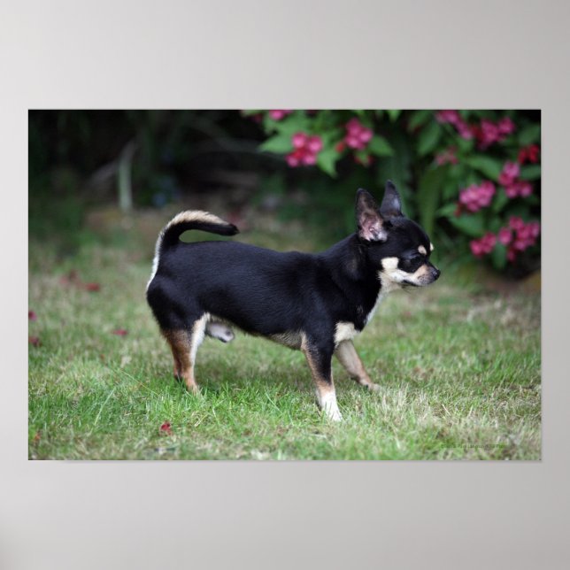 Poster Short Haired Chihuahua Standing (Devant)