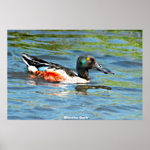 Poster Shoveler Duck