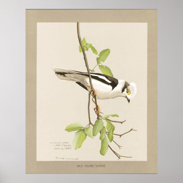 Poster Shrike du casque du Nil (Devant)