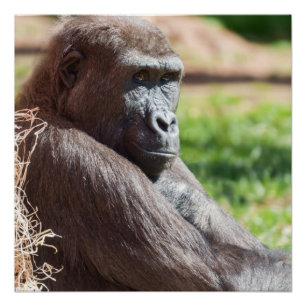 Poster Shufai le Gorilla Basking au soleil