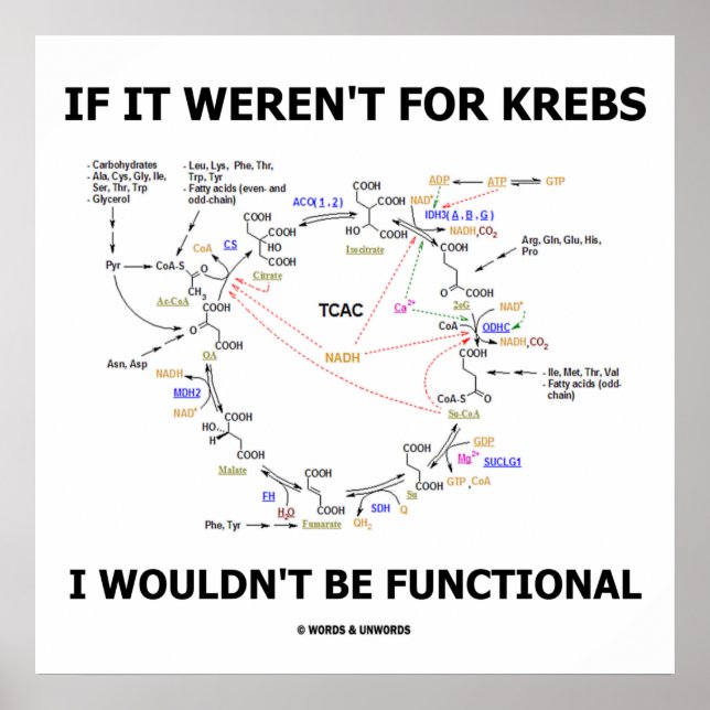 Poster Si ce n'était pas pour Krebs, je ne serais pas fon (Devant)