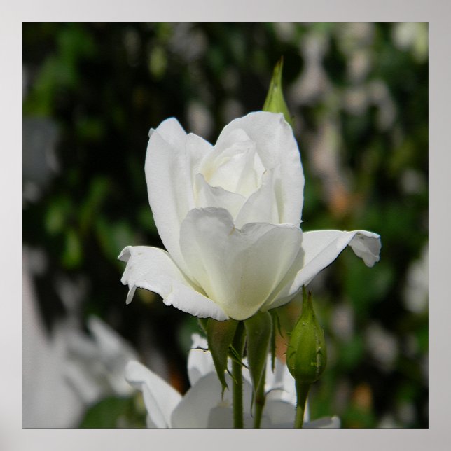 Poster Si pure... (Devant)