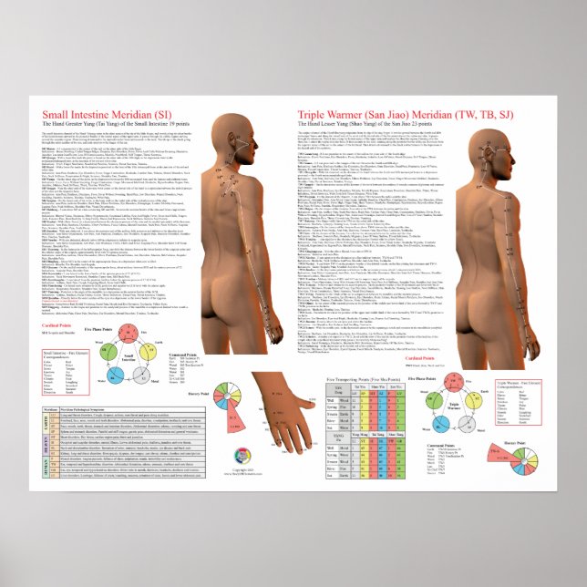 Poster SI TW Meridian Acupuncture Points (Devant)