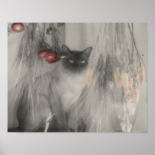 Poster Siamese Cat Posing Partial Color