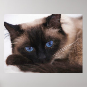 Poster Siamese Kitten Sweetie Face