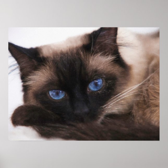 Poster Siamese Kitten Sweetie Face (Devant)