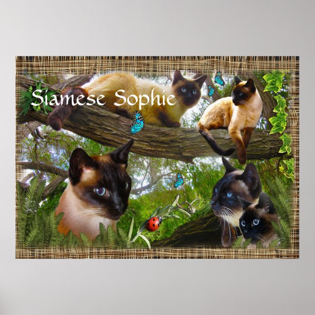 Poster Siamese (nom de votre chatte) (Devant)