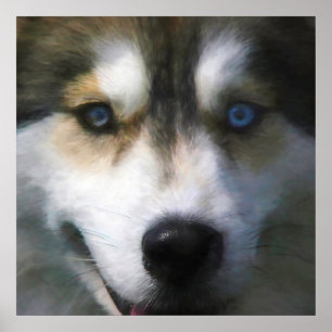 POSTER SIBERIAN HUSKY CHIEN "FAR EYES"