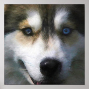 POSTER SIBERIAN HUSKY CHIEN "FAR EYES"