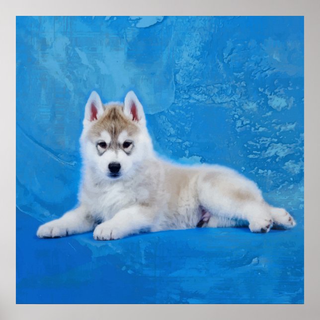 Poster Siberian Husky Puppy (Devant)