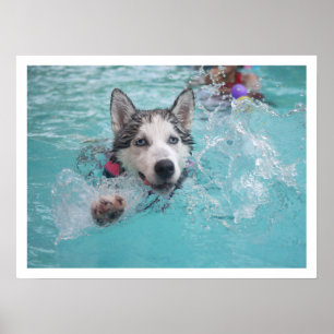 Poster Siberian Husky Swimming in Pool