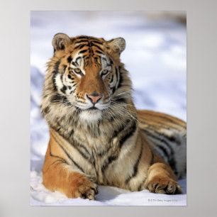 Poster Siberian Tiger, Panthera tigris altaica, Asia,