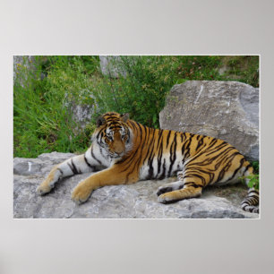 Poster Siberian Tiger Relaxing on a Rock