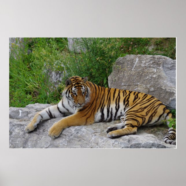 Poster Siberian Tiger Relaxing on a Rock (Devant)