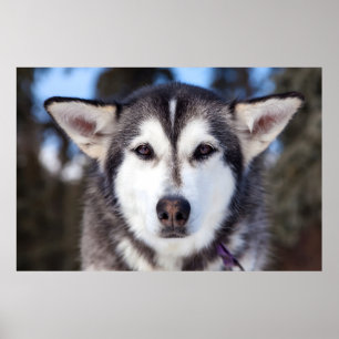 Poster Sibérie Husky Chien Gros Plan Photographie Visage