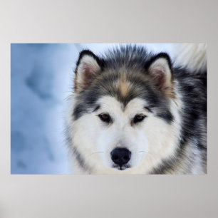 Poster Sibérie Husky Dog visage Photographie
