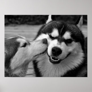 Poster Sibérie Husky Love