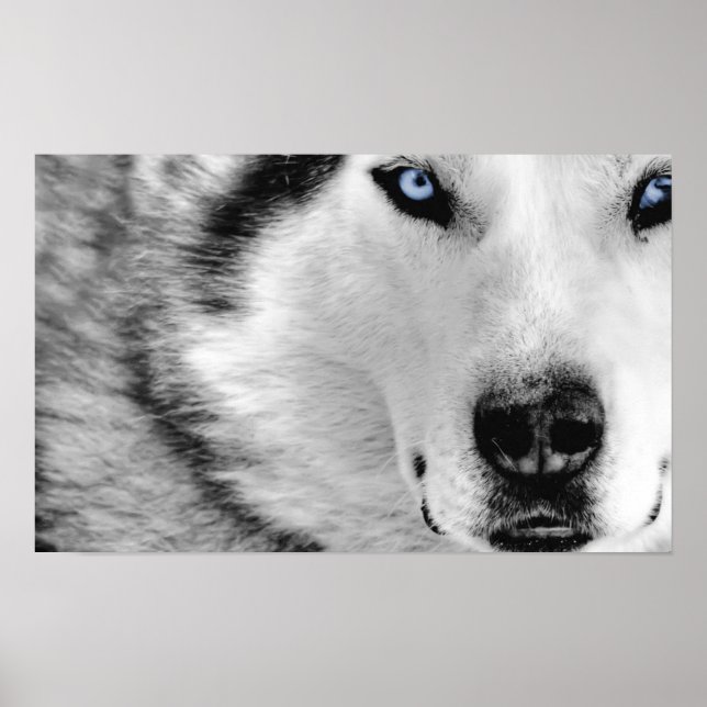 Poster Sibérien Husky (Devant)