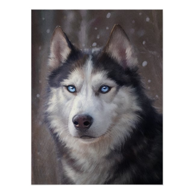 Poster Sibérien Husky (Devant)